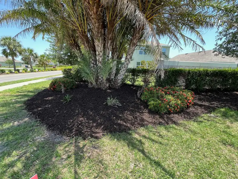 Front-yard palm bed with fresh black mulch and flowering shrubs